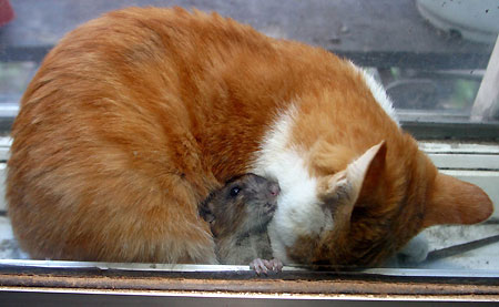 Gato e rato