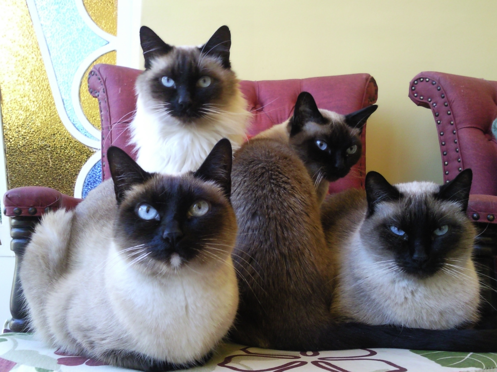 Família Gato